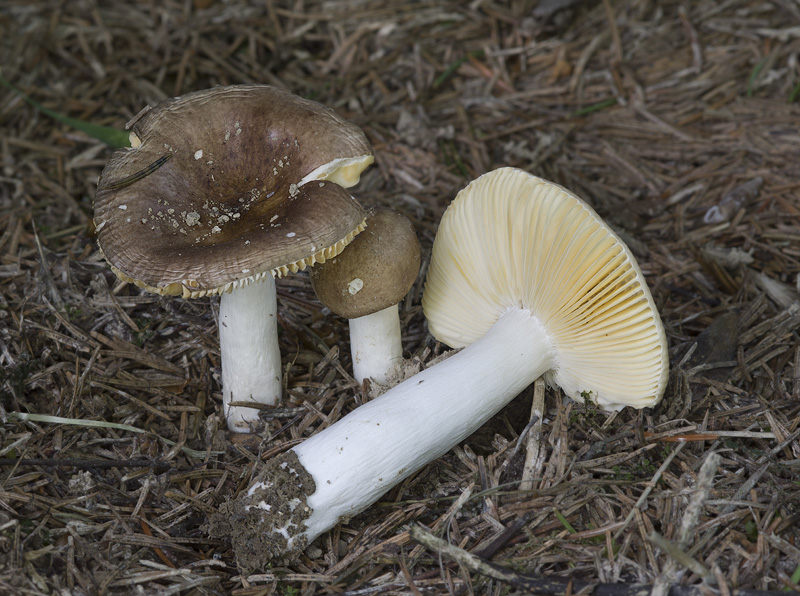 Russula nauseosa